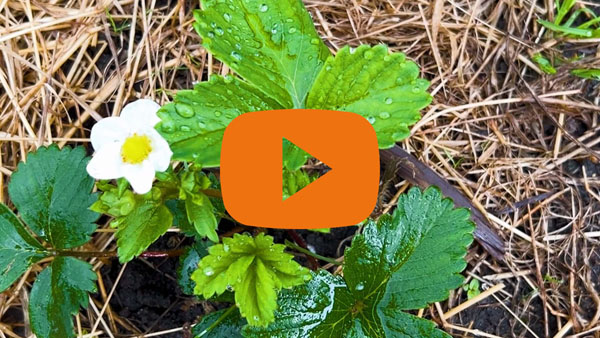 Gardening Club image